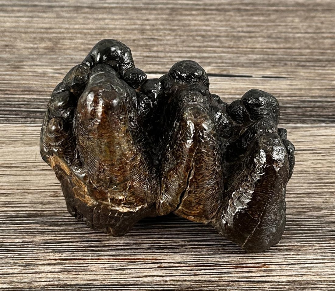 Gomphothere South Carolina Mastodon Fossil Tooth: 949 grams. Measures 4 3/4" by 3 1/2" by 3"