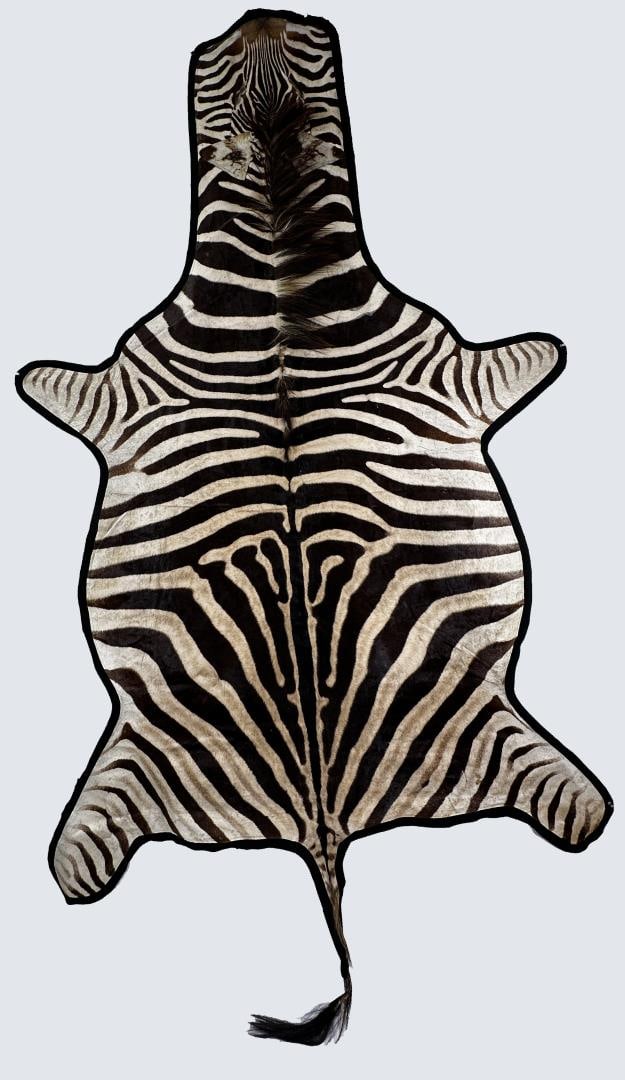 Very Large Taxidermy Felted African Zebra Rug (1 of 9)