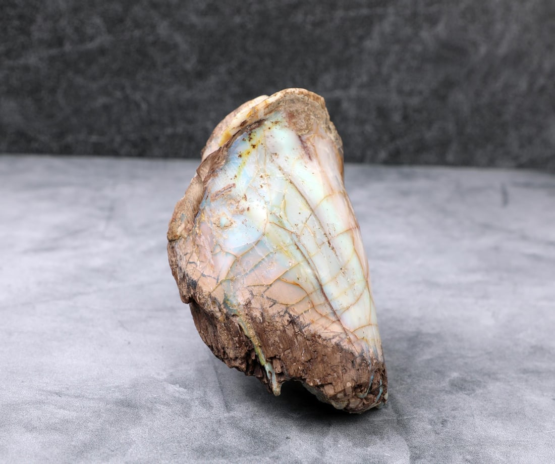 Virgin Valley Nevada Petrified Wood Opal Limb (1 of 6)