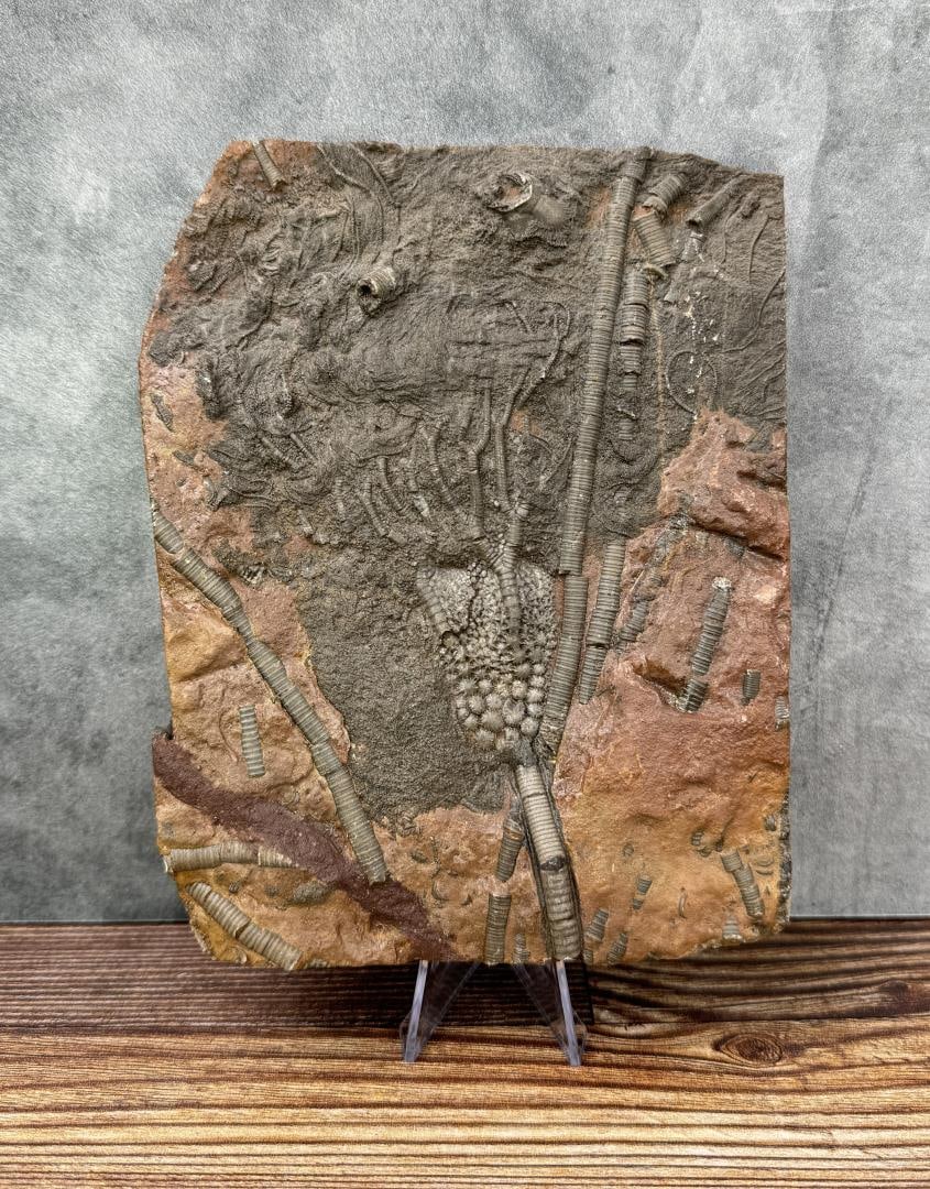 Moroccan Crinoid Fossil Plate (1 of 3)
