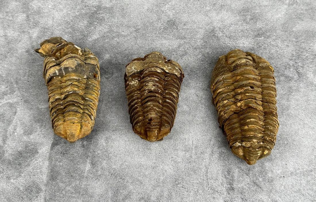 Moroccan Flexicalymene Trilobite Fossils (1 of 4)