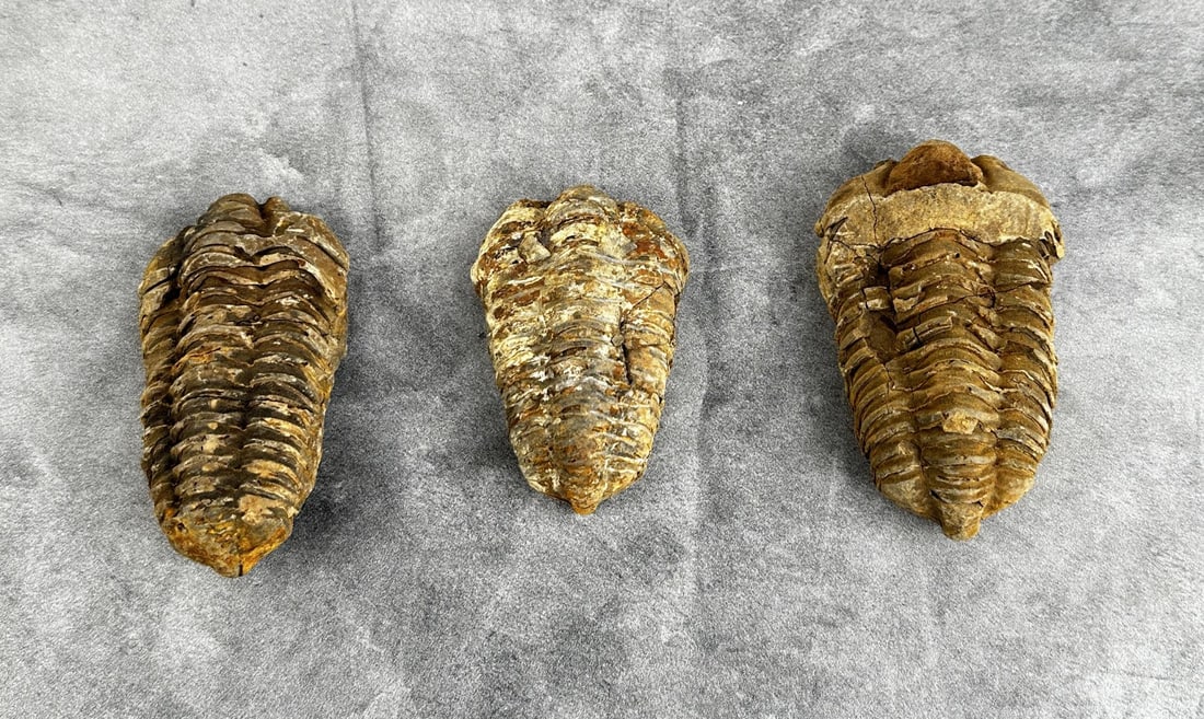 Moroccan Flexicalymene Trilobite Fossils (1 of 4)