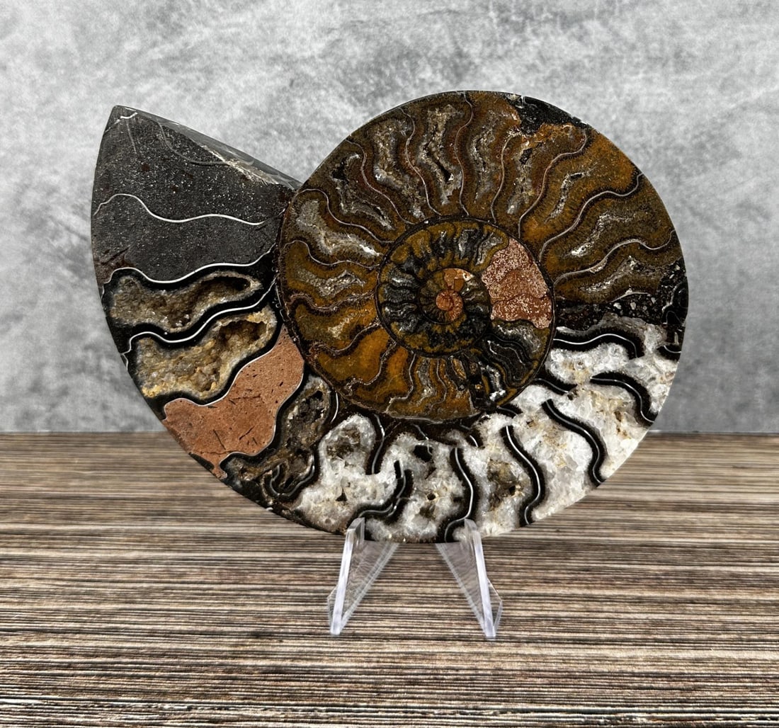 Sliced Agatized Druzy Ammonite Fossil (1 of 4)