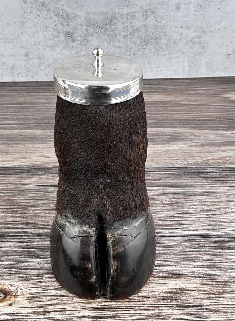Taxidermy African Cape Buffalo Tobacco Humidor: 10" by 7 3/4" by 5 1/4".