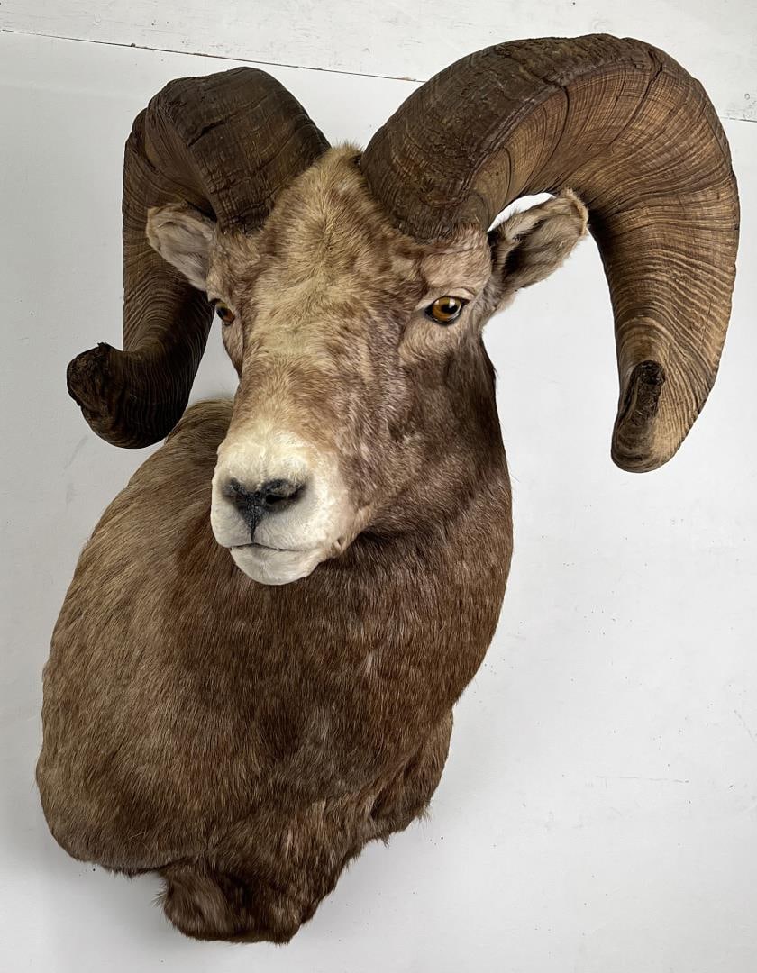Record Book Montana Bighorn Sheep Taxidermy Mount (1 of 16)