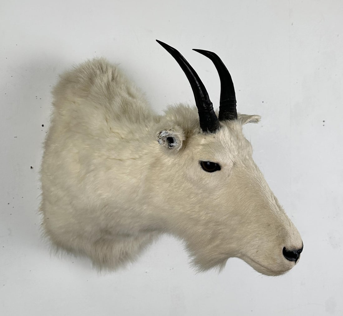 Montana Mountain Goat Taxidermy Mount: Taken by James Walters with Bow and Arrow. Mount measures 18 1/4" by 17 7/8" by 13". Horns are 7" long.
