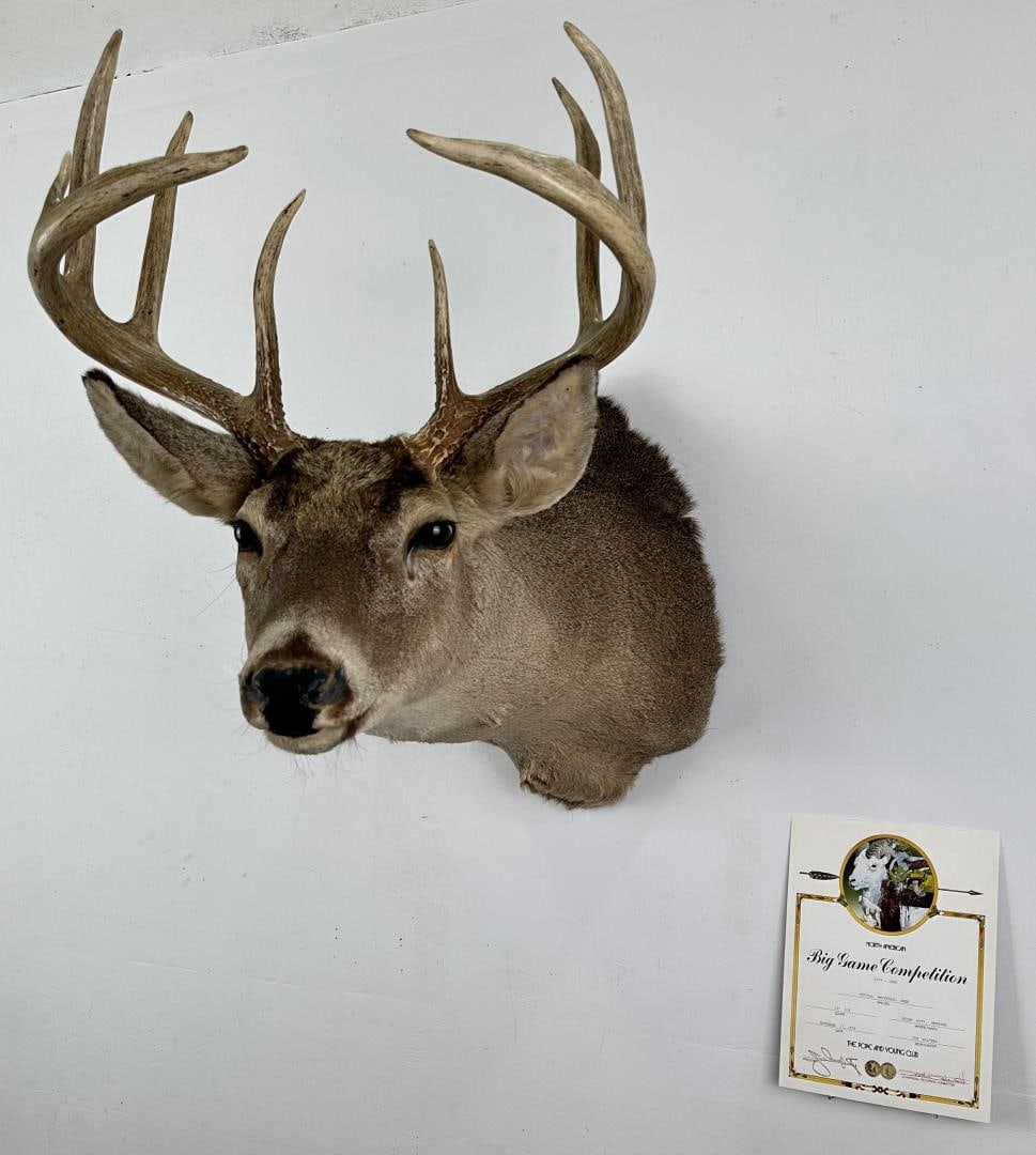Montana Pope & Young Record Book Whitetail Deer: Nice taxidermy mount. Score of 137 0/8. Taken by James Walters with Bow and Arrow.