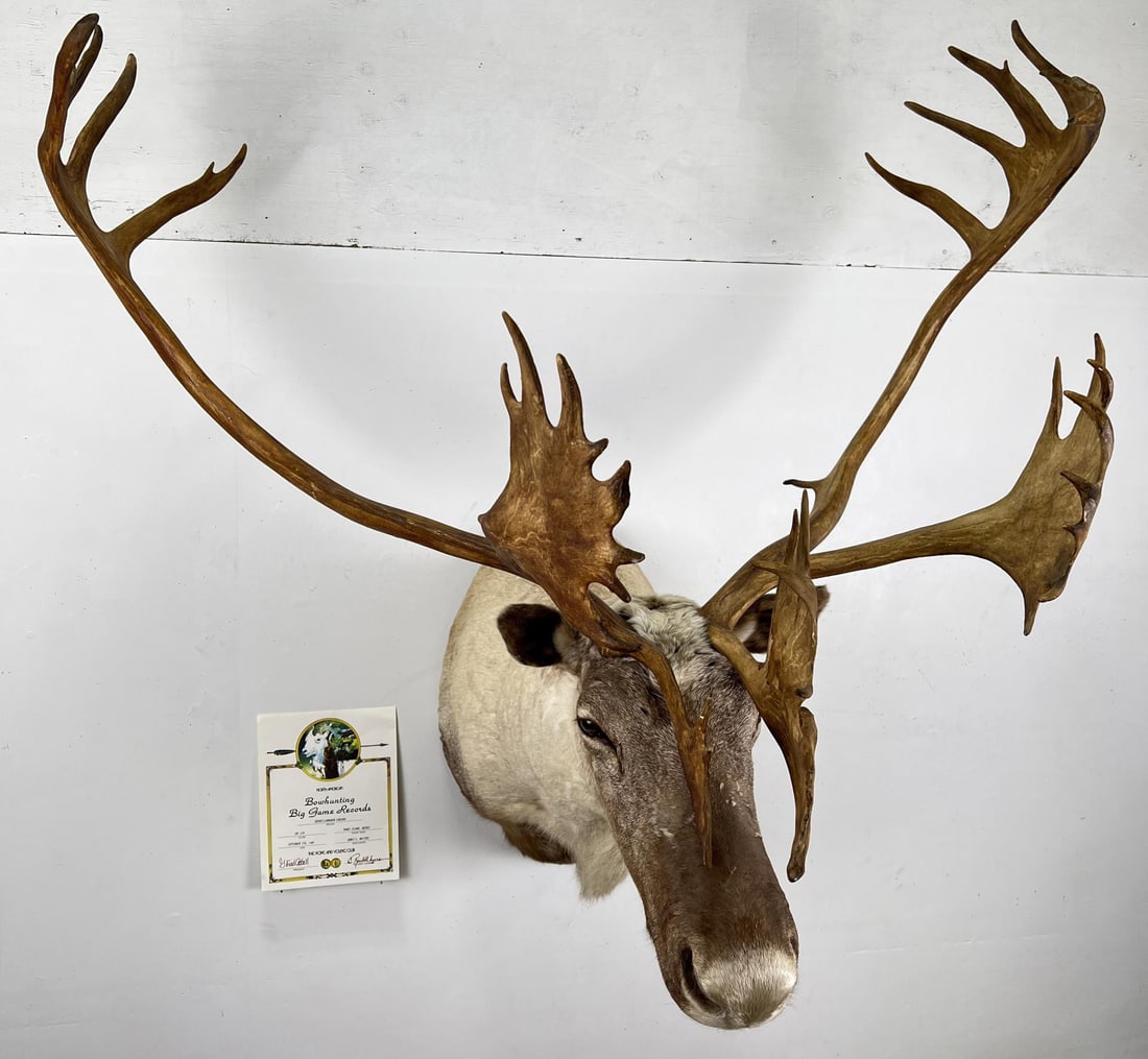 Quebec Pope & Young Record Book Labrador Caribou (1 of 20)