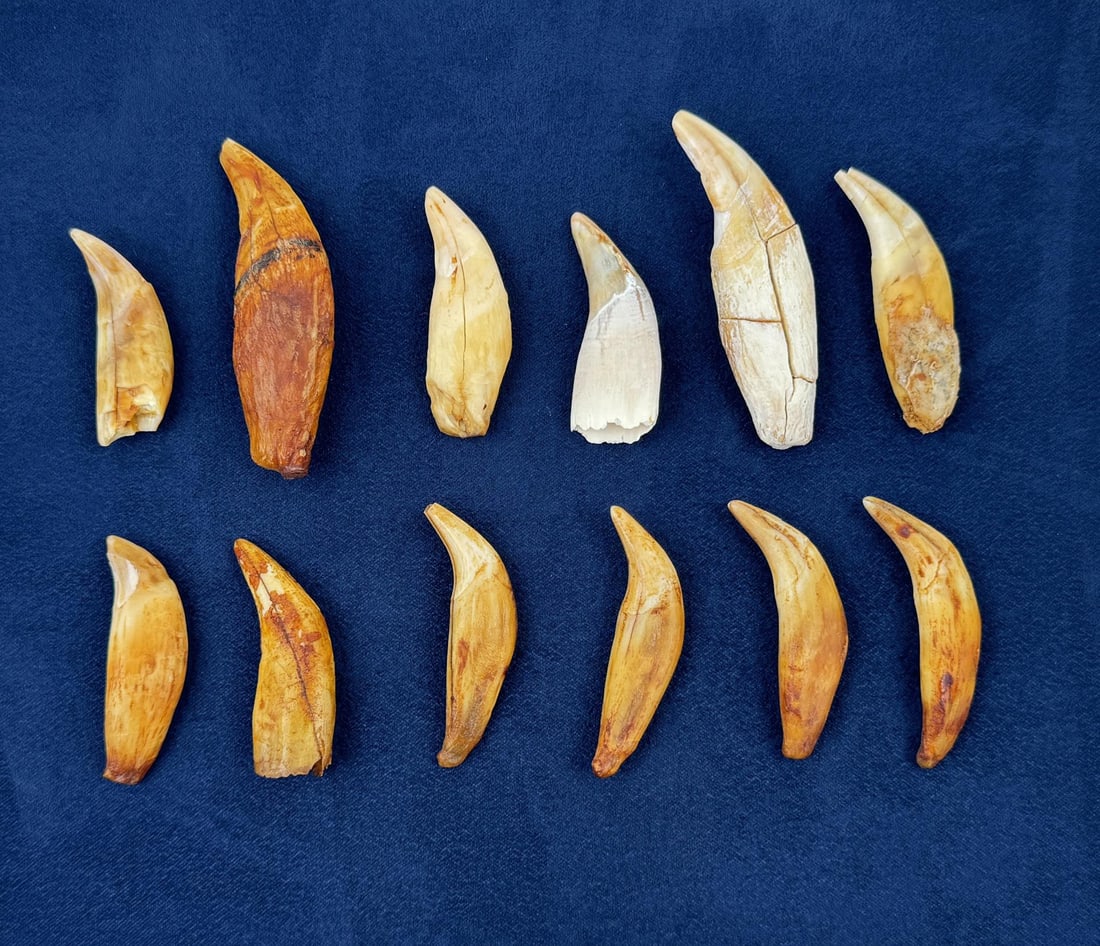 Ancient Fossil Cave Bear Teeth: Nice grouping, as found on the Nome coastline.