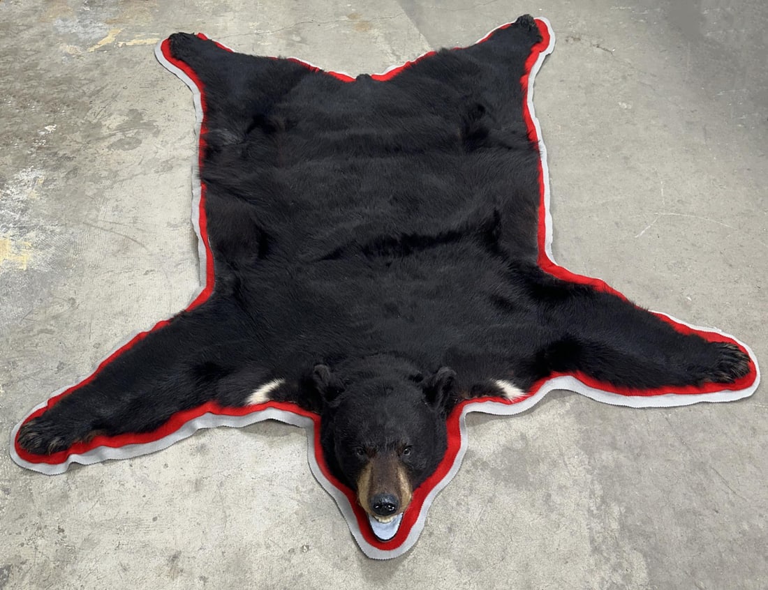 Montana Taxidermy Black Bear Rug: 73" by 83". Only for sale where legal. No International Sales. Know your own laws. No sales to Alabama, California, Florida, Georgia, Mississippi, Kentucky, Massachusetts, Nebraska, North Dakota, Okla