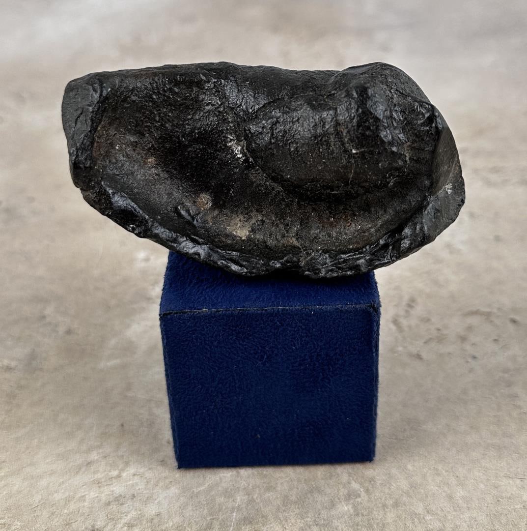 South Carolina Whale Ear Bone Fossil: 3 1/2" long.