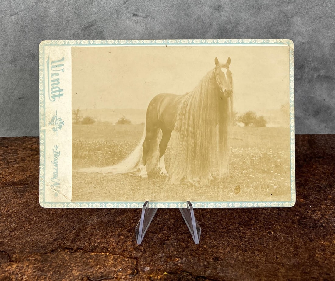 Linus the Oregon Wonder Horse Cabinet Photo (1 of 3)