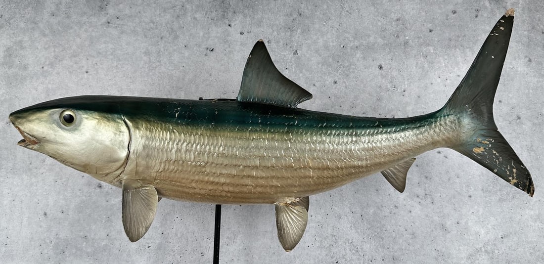Taxidermy Bonefish Fish Mount: 23 1/2" by 9 7/8" by 5"