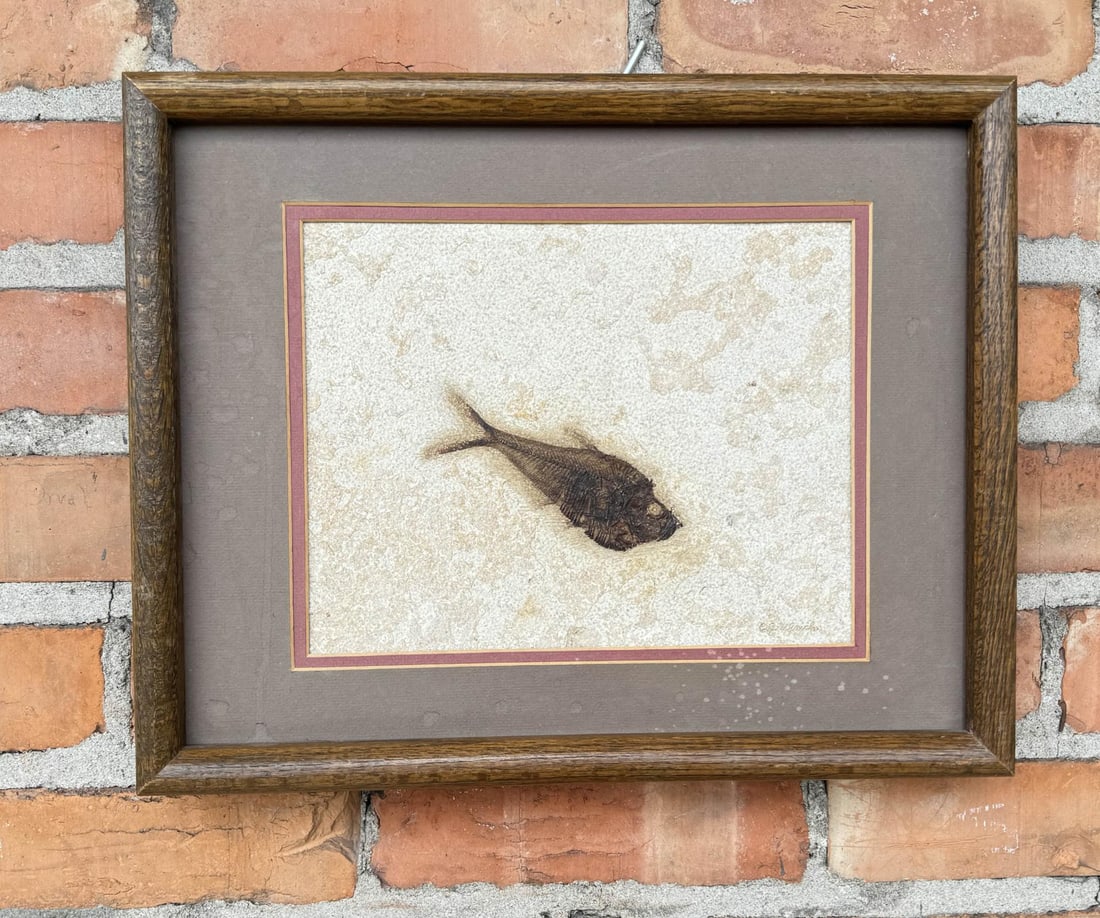 Diplomystus dentatus Green River Shale Fossil Fish: 12" by 15" framed.