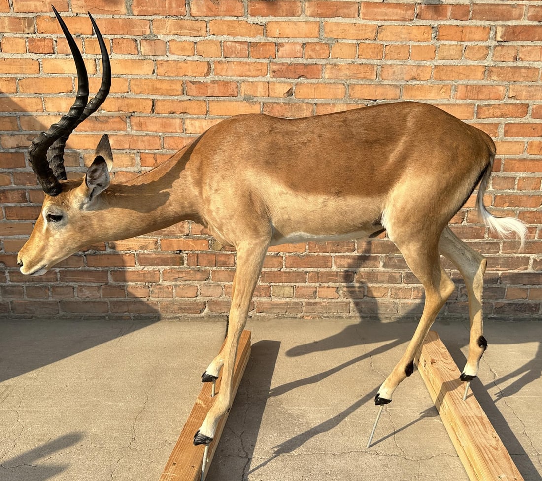 Full Body African Taxidermy Impala: Mount measures 43 1/2" by 52" including mounting bolts. This item requires shipment via LTL Carrier or Pickup at our facility. Provenance: The Estate of Sherwin Scott.