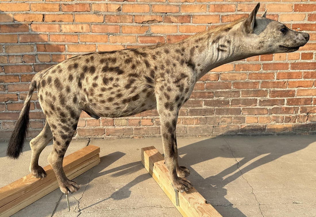 Full Body African Taxidermy Spotted Hyena (1 of 3)
