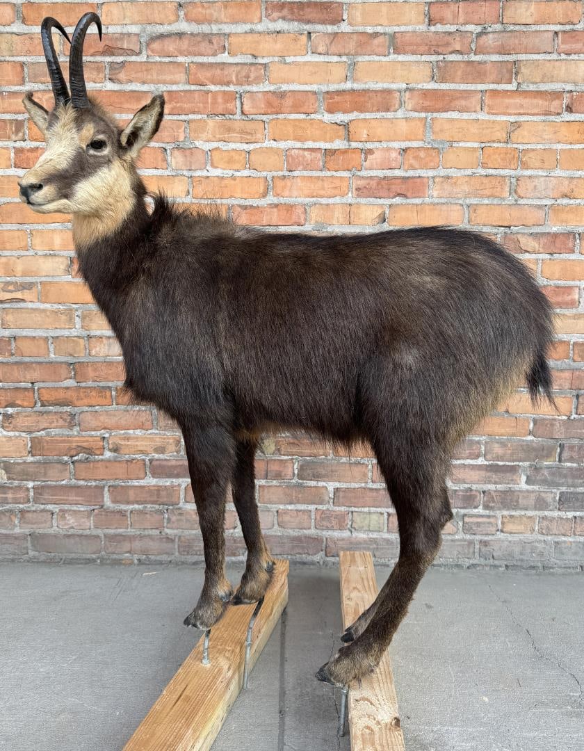 Full Body Taxidermy Chamois (1 of 4)