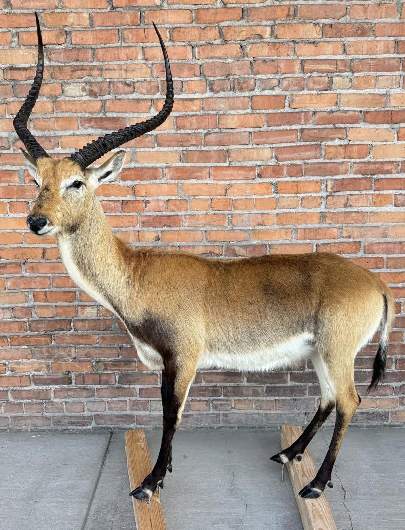 Full Body African Taxidermy Lechwe: Mount measures 56 1/2" by 68 1/2" including mounting bolts. This item requires shipment via LTL Carrier or Pickup at our facility. Provenance: The Estate of Sherwin Scott.