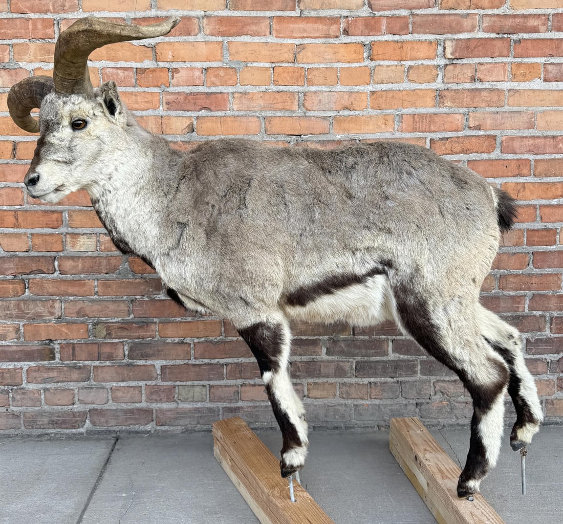 Full Body Taxidermy Bharal Himalayan Blue Sheep (1 of 3)