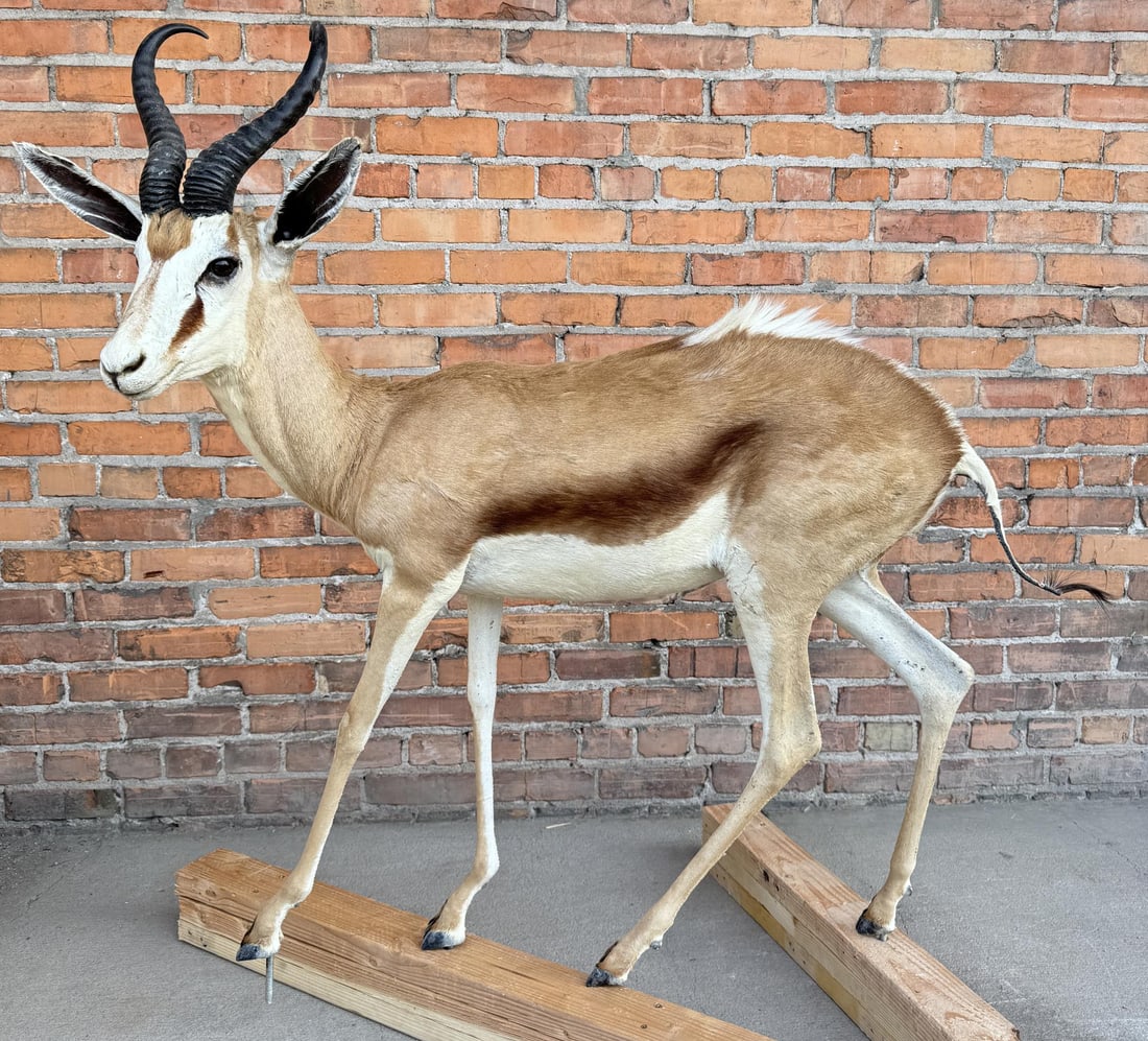 Full Body African Taxidermy Springbok: Mount measures 46" by 44" including mounting bolts. This item requires shipment via LTL Carrier or Pickup at our facility. Provenance: The Estate of Sherwin Scott.