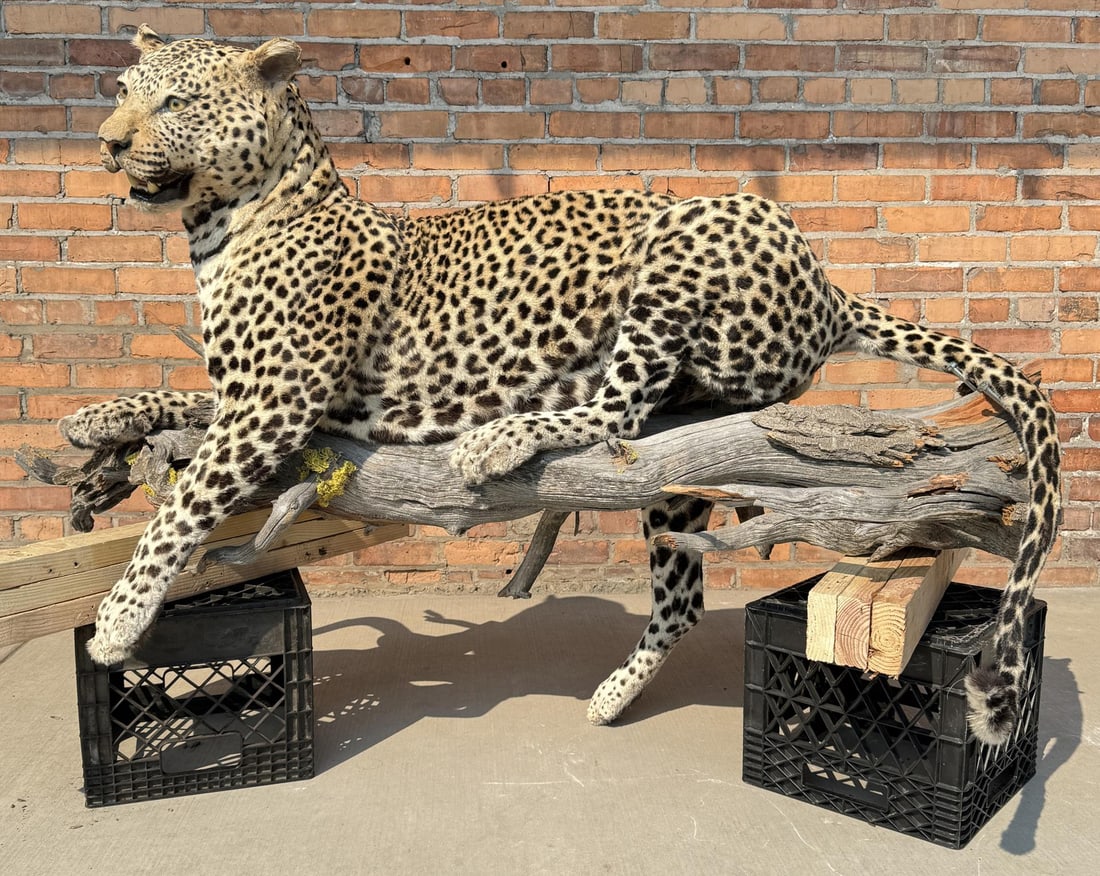 Full Body African Taxidermy Leopard MT Res. Only (1 of 8)