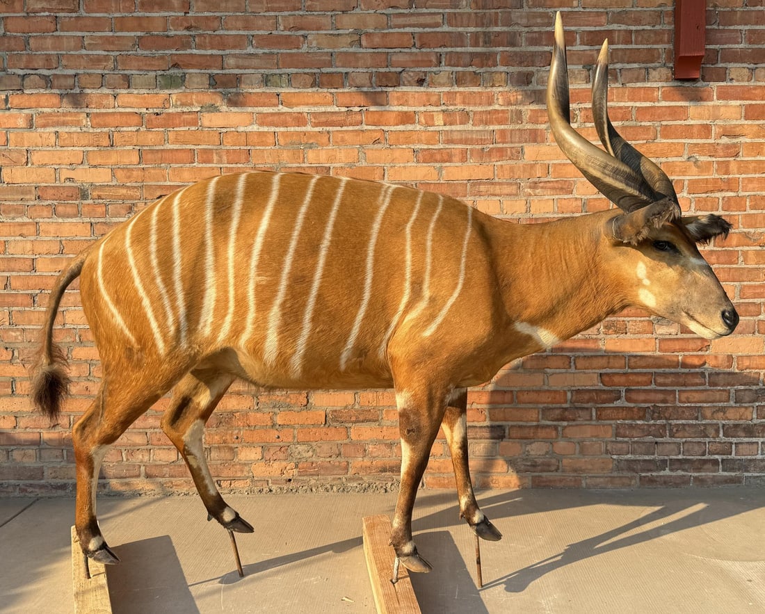 Full Body African Taxidermy Lowland Bongo: Mount measures 76" by 60 1/2" including mounting bolts. Ears are both damaged as shown. This item requires shipment via LTL Carrier or Pickup at our facility. Provenance: The Estate of Sherwin Scott.