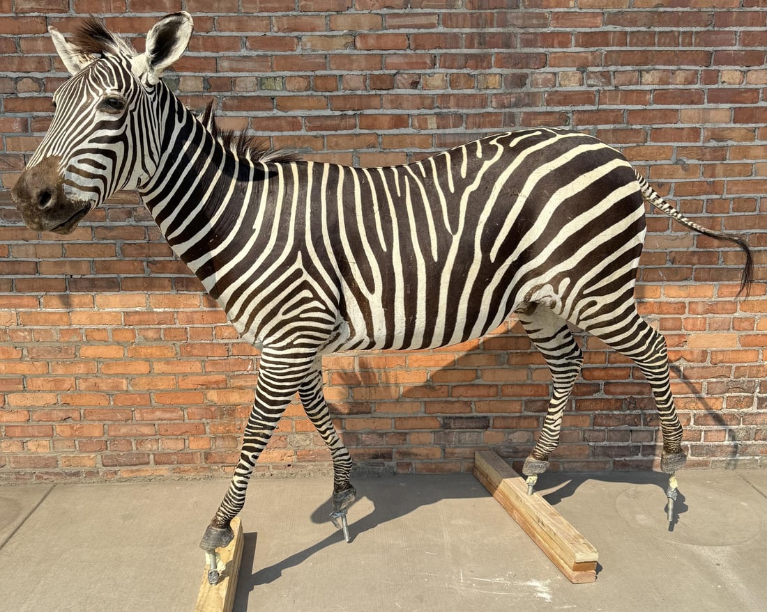 Full Body African Taxidermy Zebra (1 of 3)