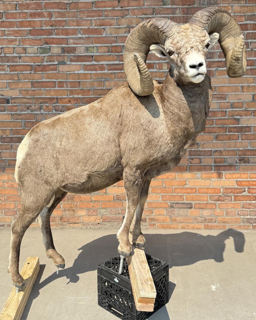 Full Body Taxidermy Montana Bighorn Sheep (1 of 6)
