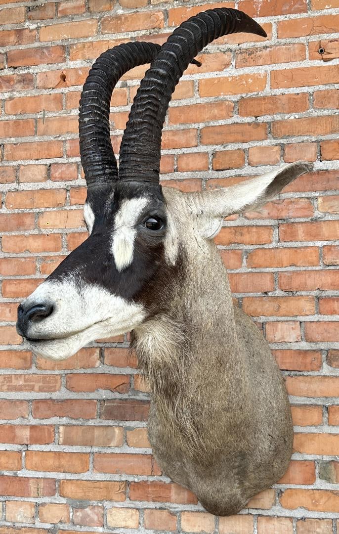 Shoulder Mount Taxidermy African Roan Antelope (1 of 7)