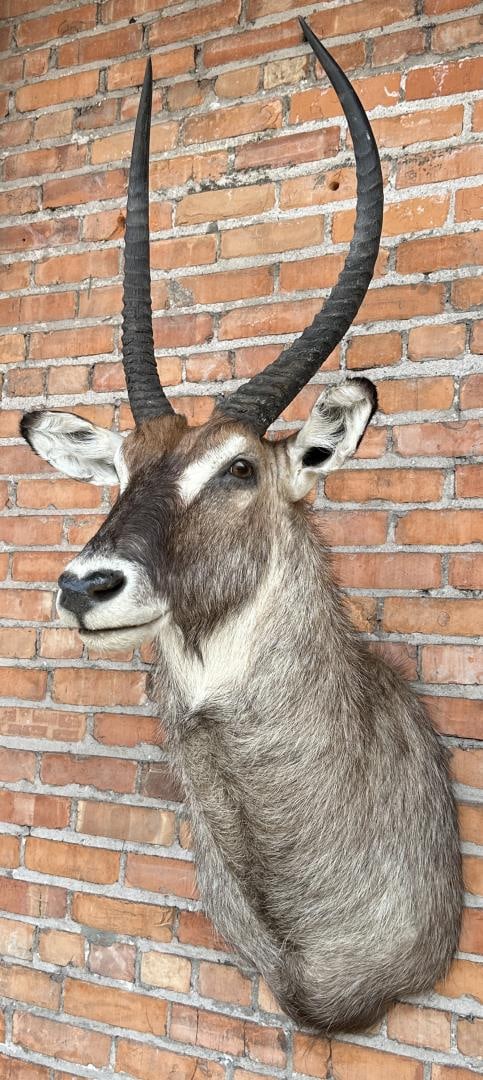 Shoulder Mount Taxidermy African Waterbuck (1 of 4)