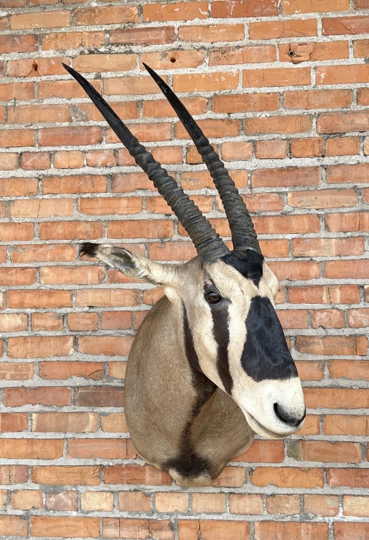 Shoulder Mount Taxidermy African Gemsbok (1 of 4)