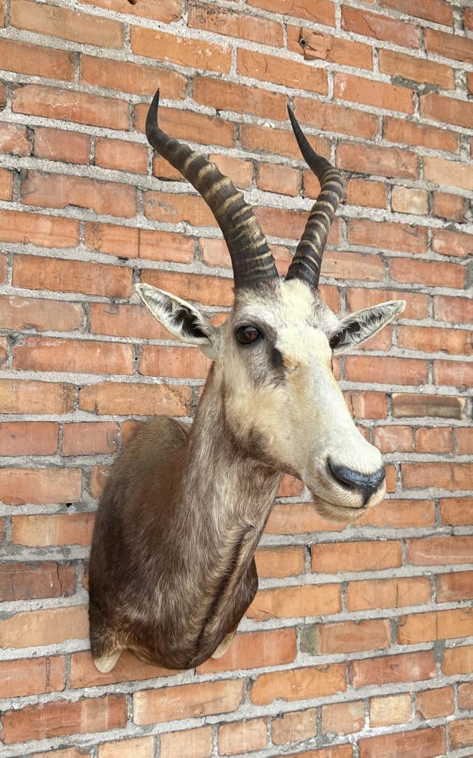 Shoulder Mount Taxidermy African Blesbok (1 of 4)