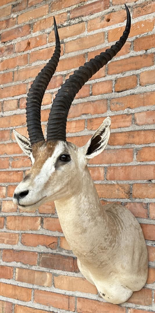 Shoulder Mount Taxidermy African Grant's Gazelle (1 of 4)