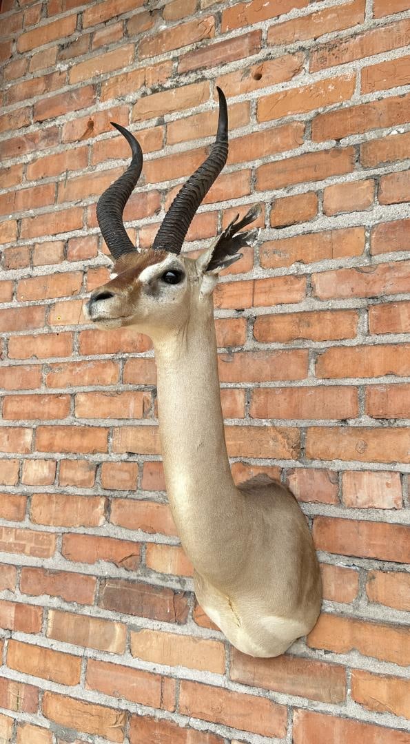 Shoulder Mount Taxidermy African Gerenuk (1 of 6)