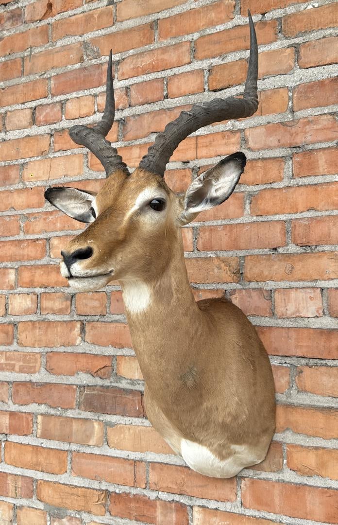 Shoulder Mount Taxidermy African Impala (1 of 5)