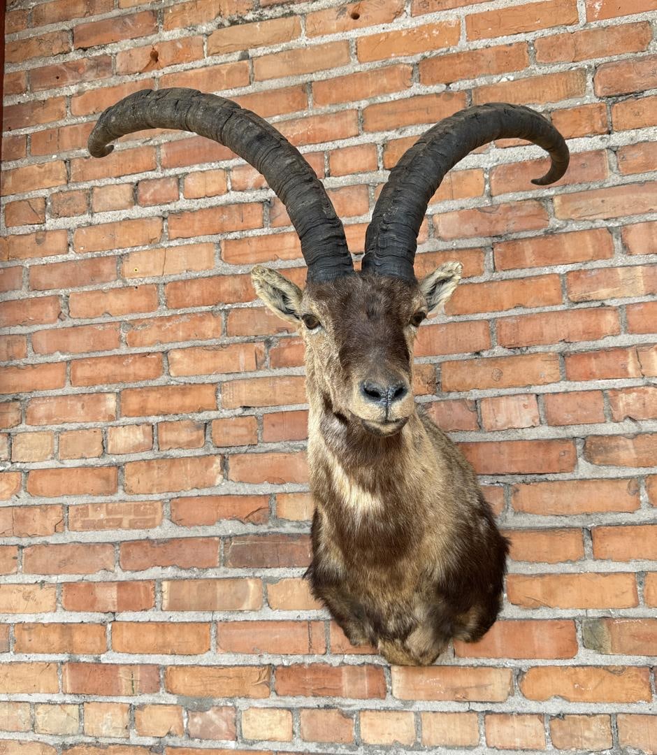 Shoulder Mount Taxidermy Spanish Gredos Ibex: Taxidermy Mount measures 21" by 34" by 29". Provenance: The Estate of Sherwin Scott.