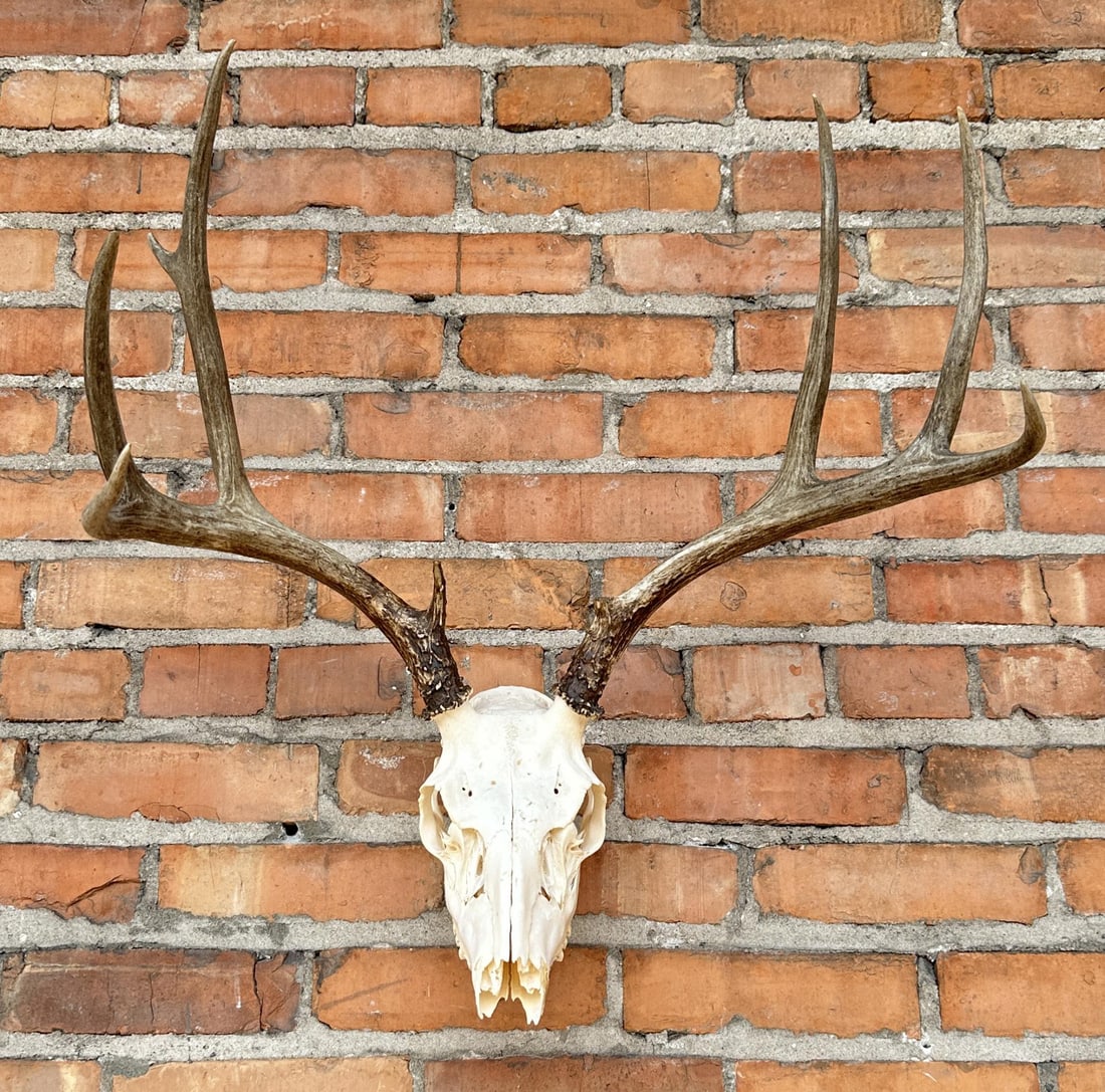 Montana European Mount Taxidermy Mule Deer (1 of 4)
