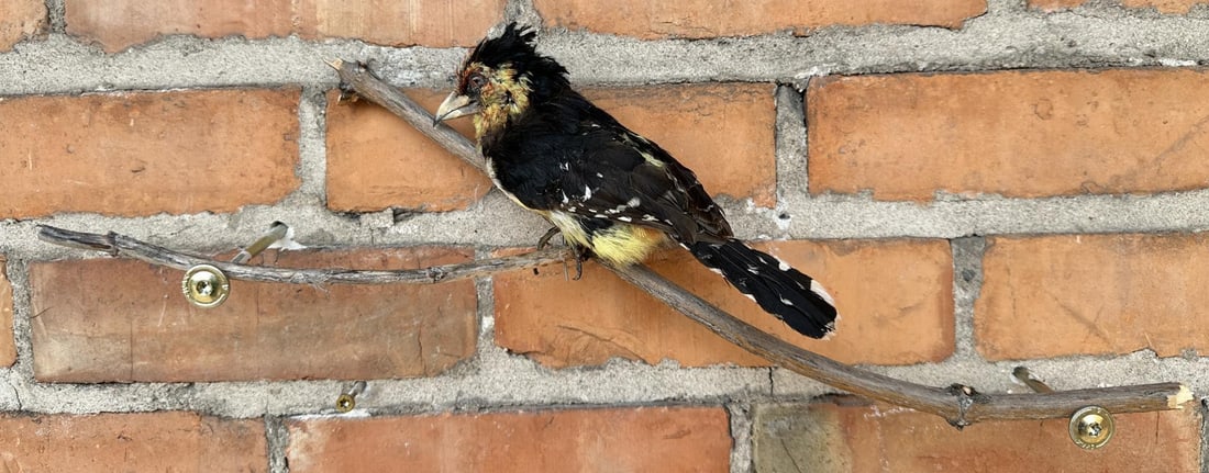 Full Body African Taxidermy Crested Barbet (1 of 4)
