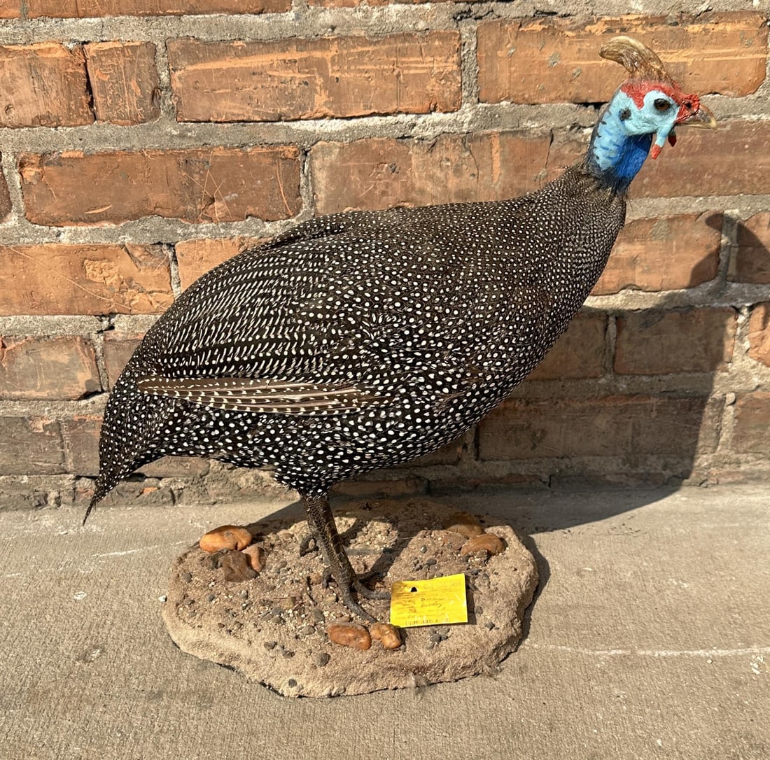 Full Body African Taxidermy Helmeted Guineafowl: Taxidermy Mount measures 15 5/8" by 14 3/8" by 10". Provenance: The Estate of Sherwin Scott.