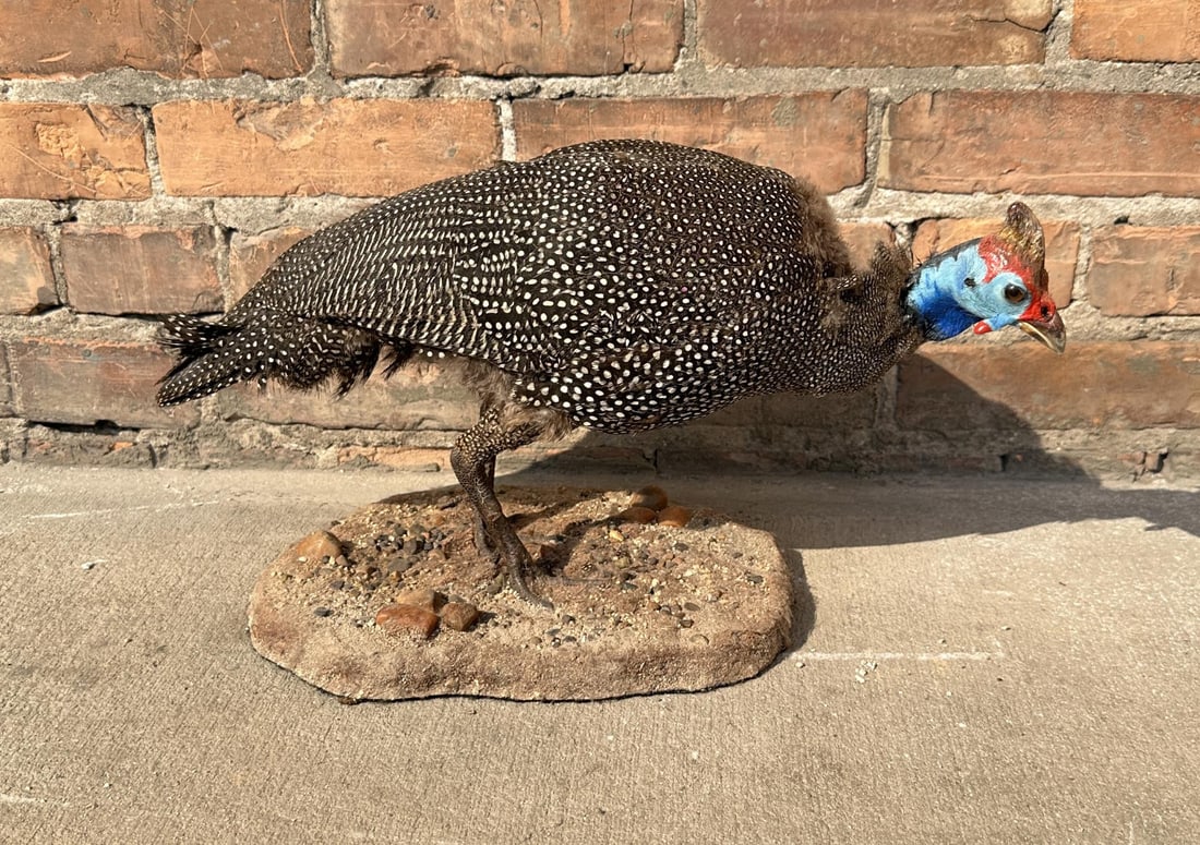 Full Body African Taxidermy Helmeted Guineafowl: Taxidermy Mount measures 17" by 9 3/4" by 8 5/8". Provenance: The Estate of Sherwin Scott.