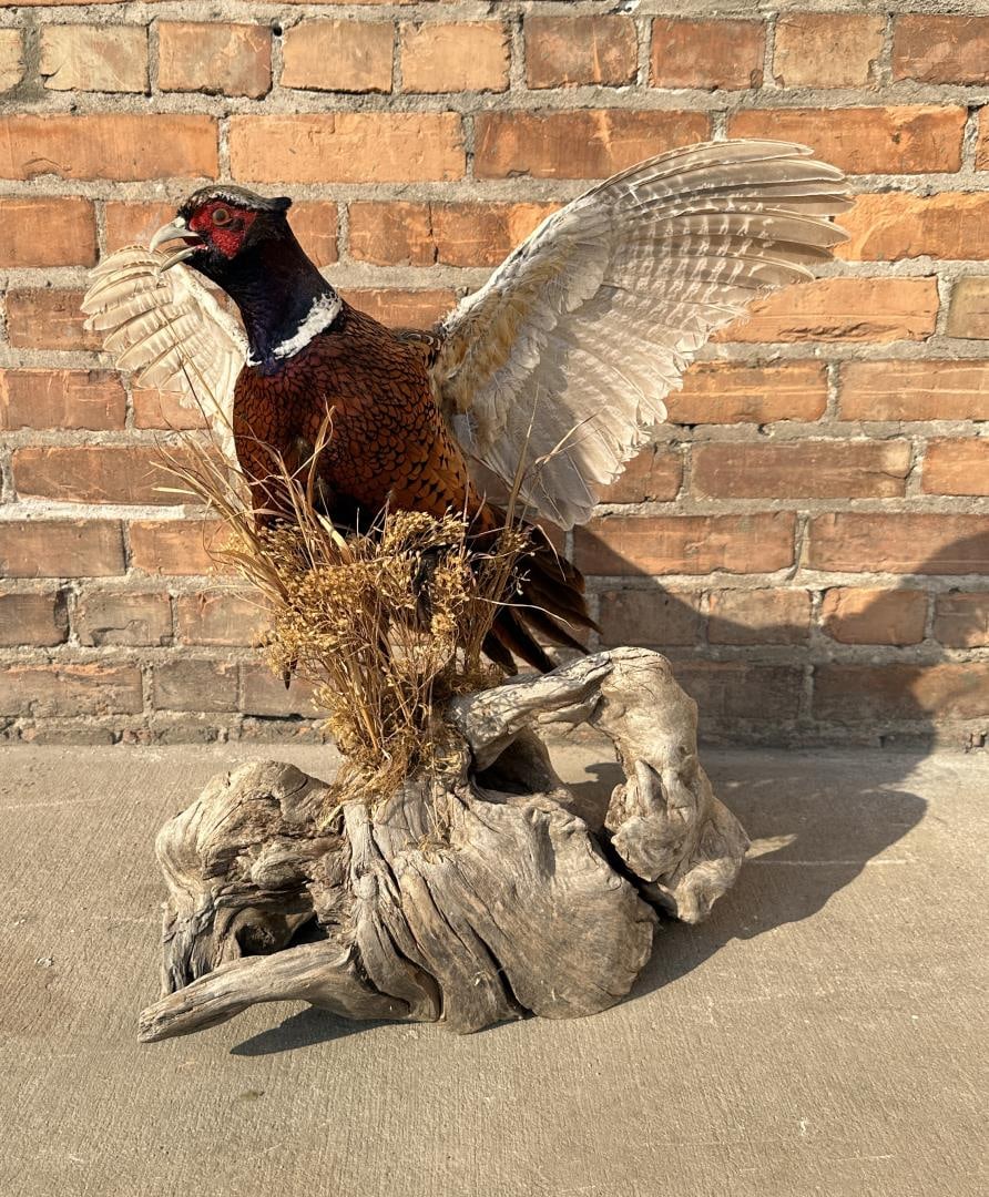 Full Body Montana Taxidermy Pheasant (1 of 5)