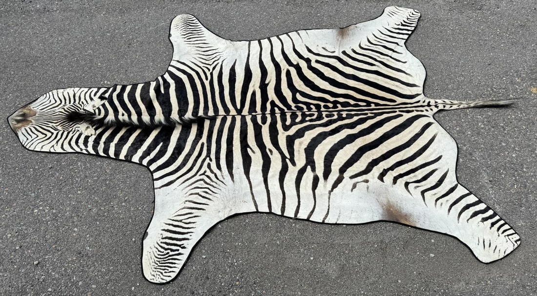 Very Nice Large African Taxidermy Zebra Rug (1 of 5)