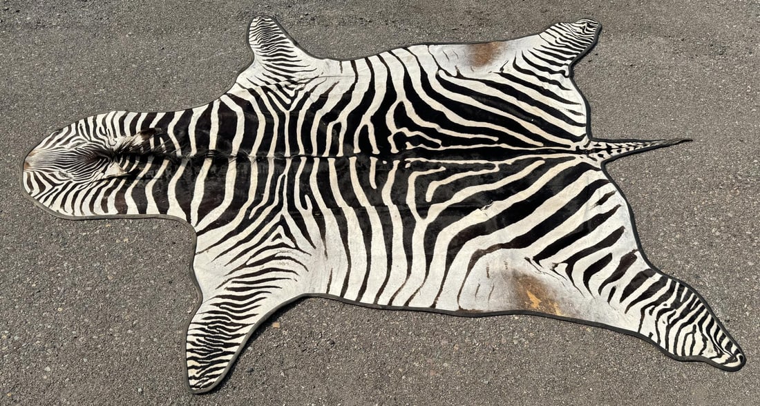 Very Nice Large African Taxidermy Zebra Rug (1 of 12)