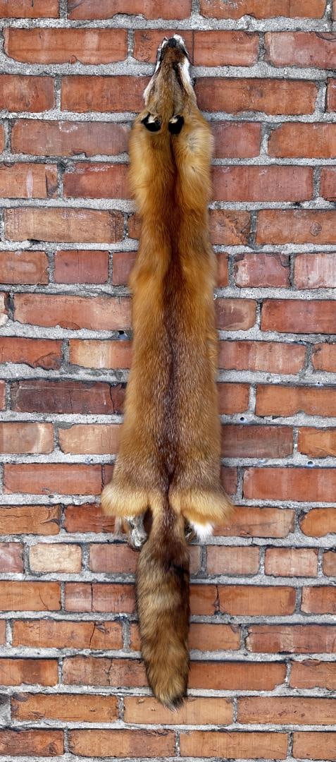 Montana Taxidermy Tanned Red Fox Hide (1 of 3)