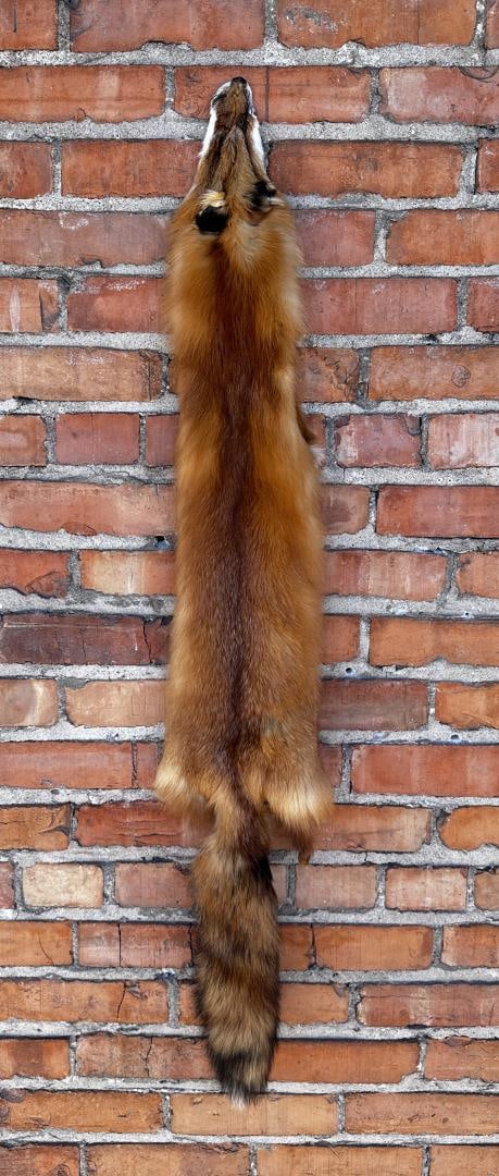Montana Taxidermy Tanned Red Fox Hide (1 of 3)