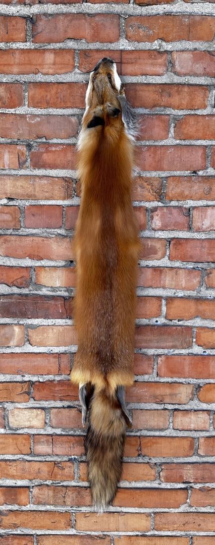 Montana Taxidermy Tanned Red Fox Hide (1 of 3)
