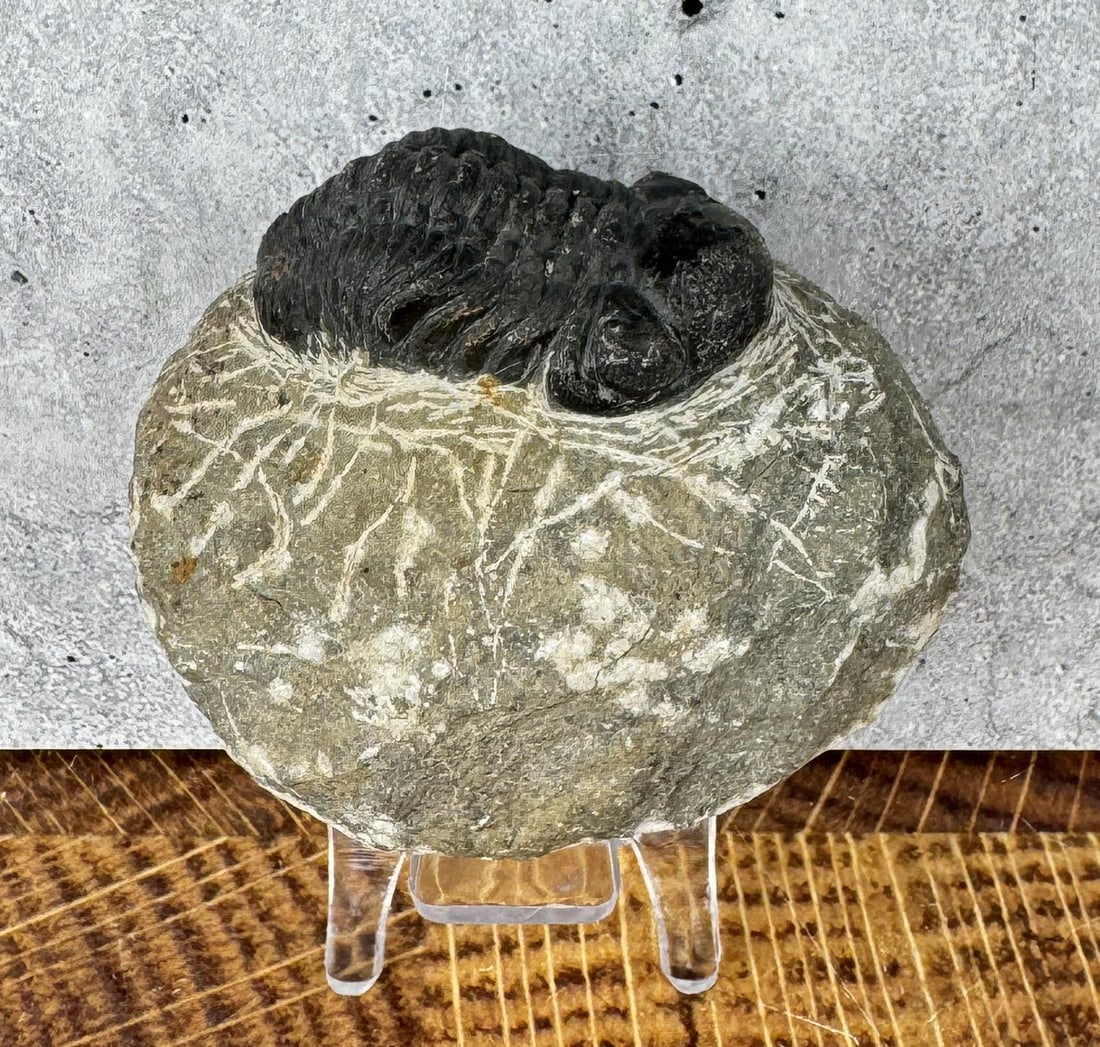 Moroccan Fossil Phacops Trilobite (1 of 5)