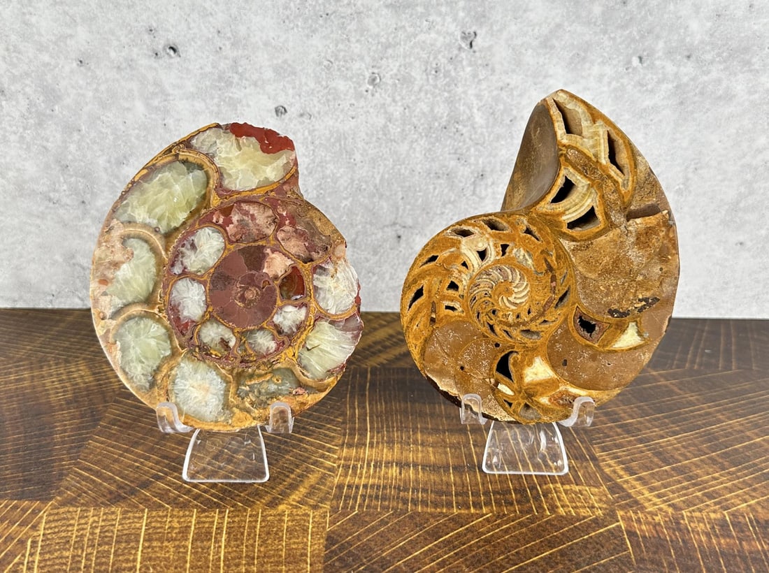 Agatized Fossil Ammonites (1 of 4)