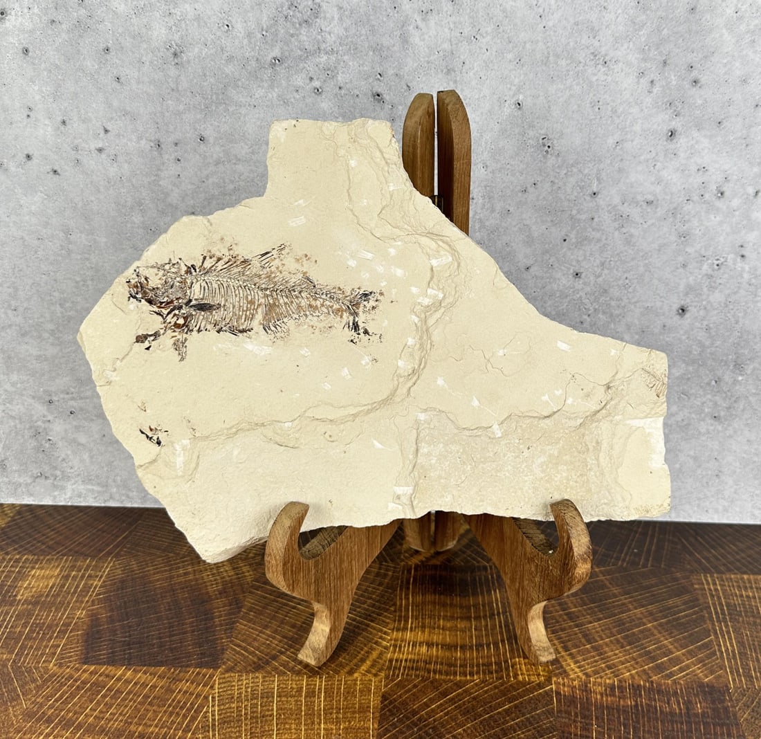 Knightia eocaena Green River Formation Fish Fossil (1 of 3)