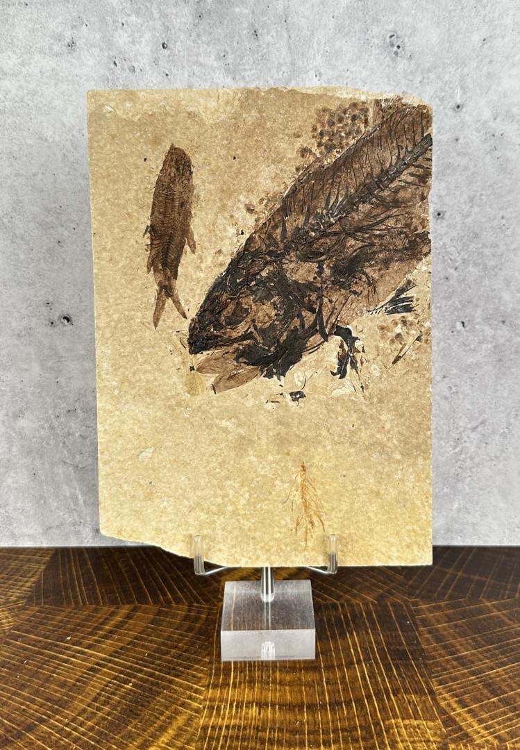 Mioplosus labracoides Green River Fossil Fish (1 of 3)